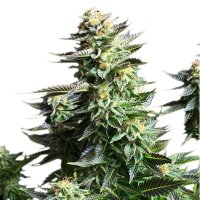 Royal Queen Seeds Amnesia Haze Fem. 3St.