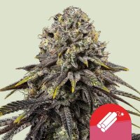 Royal Queen Seeds Dynamite Diesel Tyson Fem. 3St.