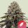 Royal Queen Seeds Dynamite Diesel Tyson Fem. 3St.