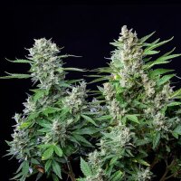 Royal Queen Seeds Easy Bud Auto Fem. 3St.
