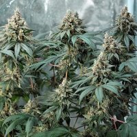 Royal Queen Seeds Fat Banana USA Premium Fem. 3St.