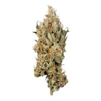 Royal Queen Seeds Fat Banana USA Premium Fem. 3St.