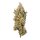 Royal Queen Seeds Fat Banana USA Premium Fem. 3St.