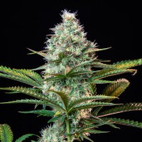 Royal Queen Seeds Royal Runtz Fem. 3St.