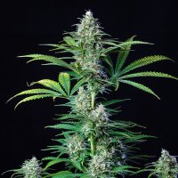 Royal Queen Seeds Royal Runtz Fem. 3St.