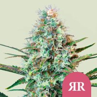 Royal Queen Seeds Royal Runtz Fem. 3St.