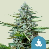 Royal Queen Seeds Stress Killer Automatic CBD Fem. 3St.
