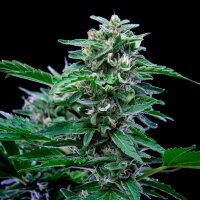 Royal Queen Seeds Stress Killer Automatic CBD Fem. 3St.