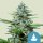 Royal Queen Seeds Stress Killer Automatic CBD Fem. 3St.