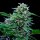 Royal Queen Seeds Stress Killer Automatic CBD Fem. 3St.