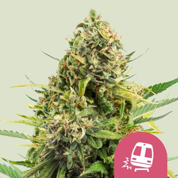 Royal Queen Seeds Trainwreck Fem. 3St.