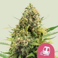 Royal Queen Seeds Trainwreck Fem. 3St.