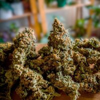 Royal Queen Seeds Medusa F1 Auto Fem. 3St.