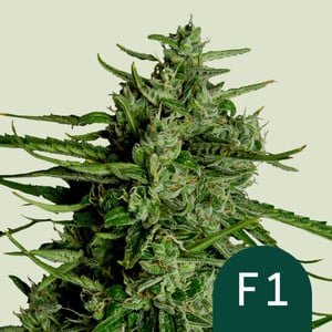 Royal Queen Seeds Titan F1 Auto Fem. 3St.