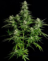 Royal Queen Seeds Titan F1 Auto Fem. 3St.