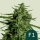 Royal Queen Seeds Titan F1 Auto Fem. 3St.