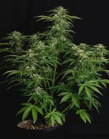 Royal Queen Seeds Apollo F1 Auto Fem. 3St.
