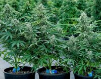 Royal Queen Seeds Apollo F1 Auto Fem. 3St.