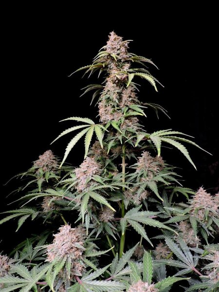 Fast Buds Amnesia Zkittlez Auto Fem. 3St.