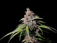 Fast Buds Amnesia Zkittlez Auto Fem. 3St.