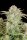 Fast Buds Bruce Banner Auto Fem. 3St.