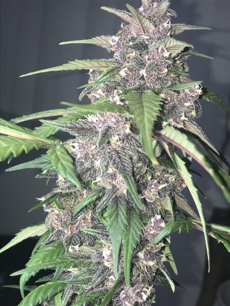 Fast Buds LSD-25 Auto Fem. 3St.