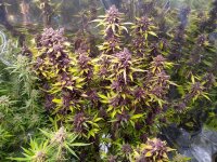 Fast Buds LSD-25 Auto Fem. 3St.