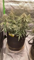 Fast Buds Pineapple Express Auto Fem. 3St.