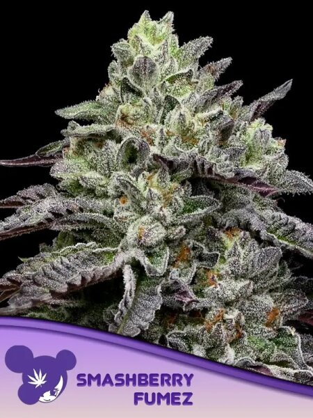 Anesia Smashberry Fumez Fem. 3St.
