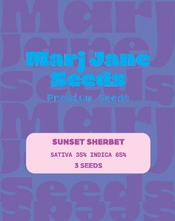 Marj Jane Sunset Sherbet Fem. 3St.