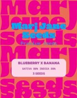 Marj Jane Blueberry X Banana Fem. 3St.