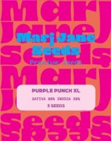 Marj Jane Purple Punch XL Auto Fem. 3St.