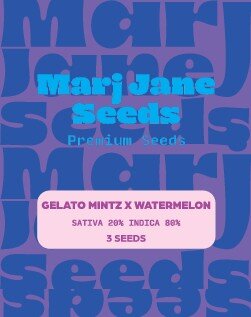 Marj Jane Gelato Mintz X Watermelon Fem. 3St.
