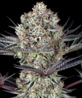 Barneys Farm DOS SI DOS 33 Fem 3St.