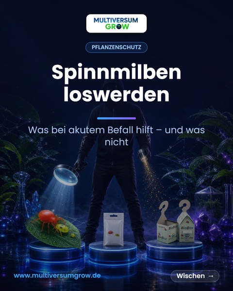 Spinnmilben sitzen unter dem Blatt und vermehren sich bei warm und trocken rasend schnell.