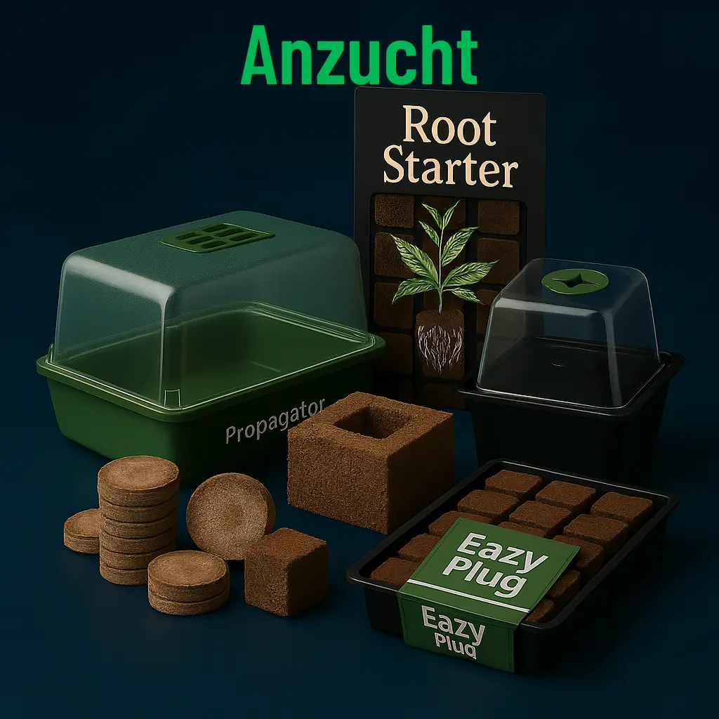 Anzucht