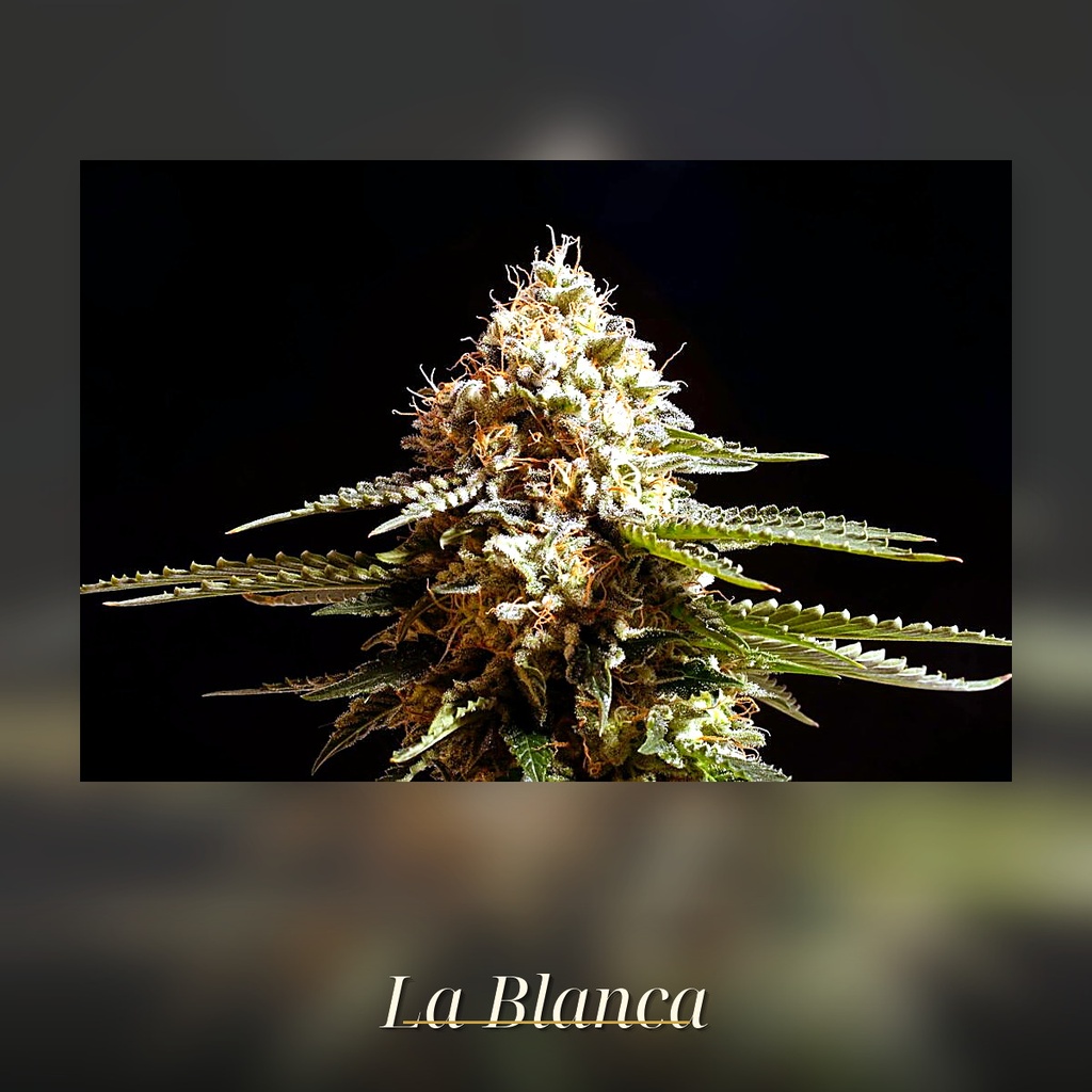 Kannabia La Blanca Fem. 3St. – Ansicht 3