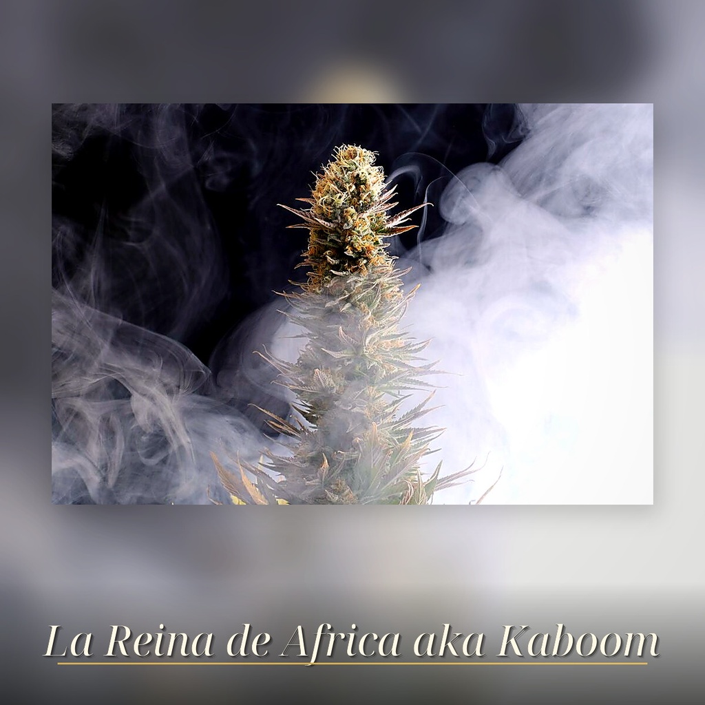 Kannabia La Reina De Africa aka Kabo Fem. 3St. – Ansicht 3