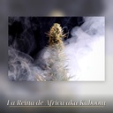 Kannabia La Reina De Africa aka Kabo Fem. 3St. – Ansicht 3
