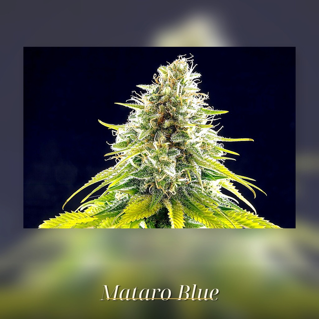Kannabia Mataro Blue Fem. 3St. – Ansicht 3