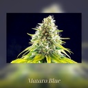 Kannabia Mataro Blue Fem. 3St. – Ansicht 3