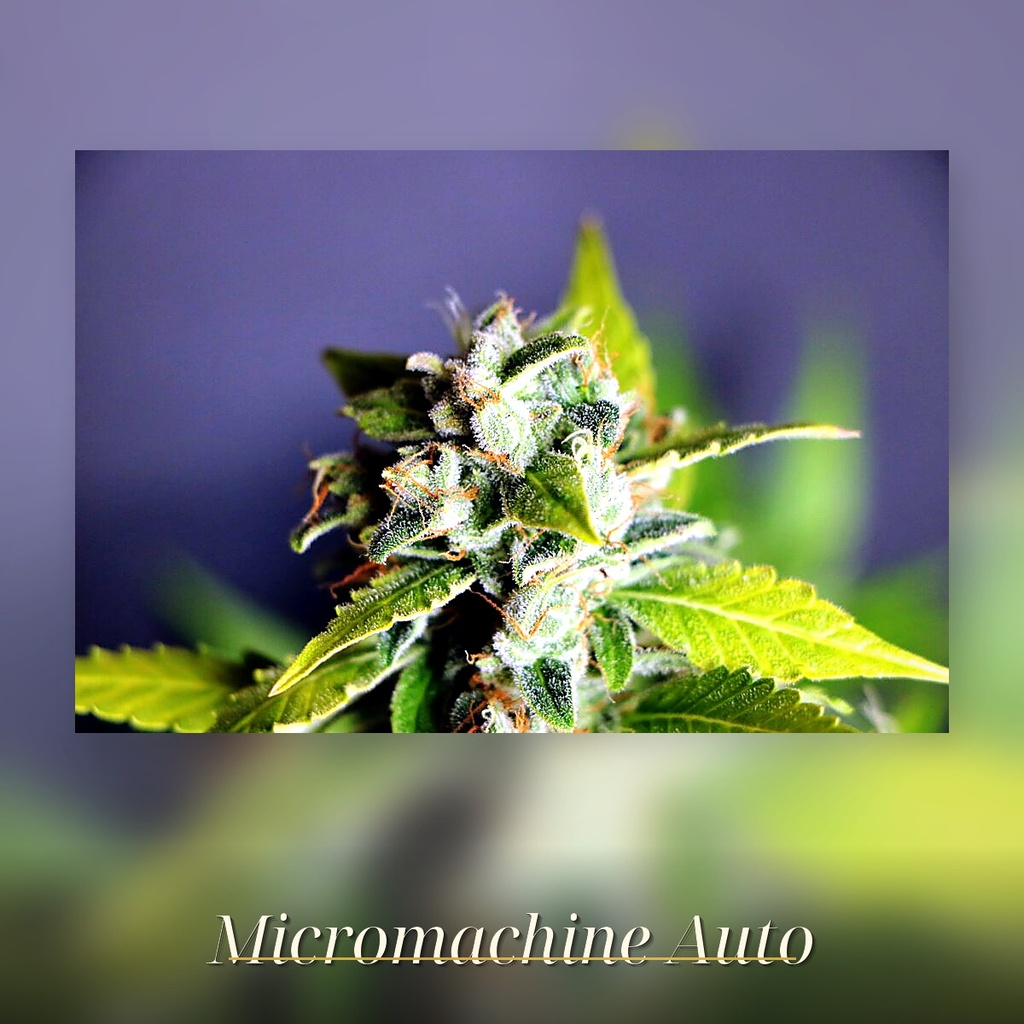 Kannabia Mikromachine Auto Fem. 3St. – Ansicht 3