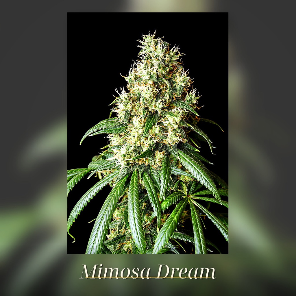 Kannabia Mimosa Dream Fem. 3St. – Ansicht 3