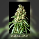 Kannabia Mimosa Dream Fem. 3St. – Ansicht 3