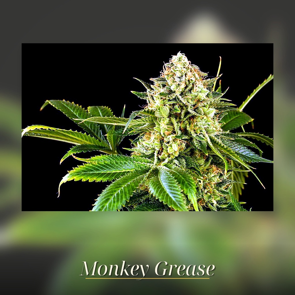 Kannabia Monkey Grease Fem. 3St. – Ansicht 3