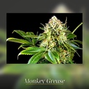 Kannabia Monkey Grease Fem. 3St. – Ansicht 3