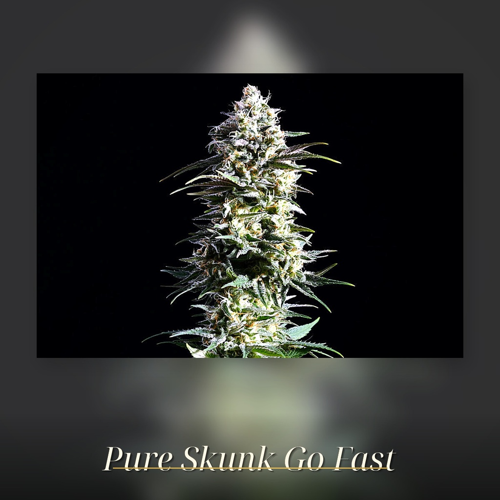 Kannabia Pure Skunk Go Fast Fem. 3St. – Ansicht 3