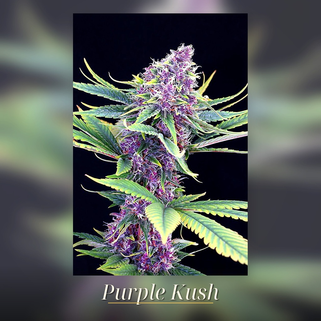 Kannabia Purple Kush Fem. 3St. – Ansicht 3