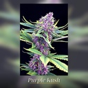 Kannabia Purple Kush Fem. 3St. – Ansicht 3