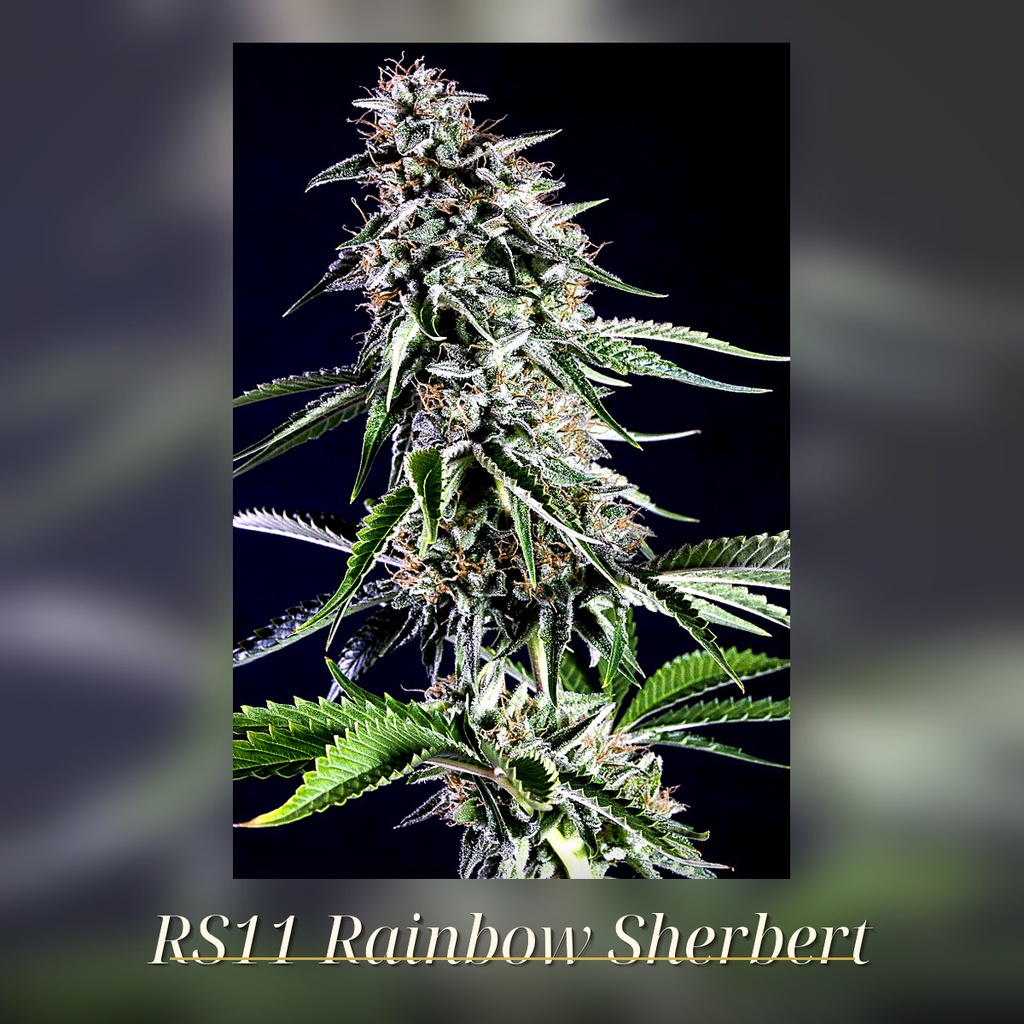 Kannabia Rainbow Sherbet Nr11 Fem. 3St. – Ansicht 3